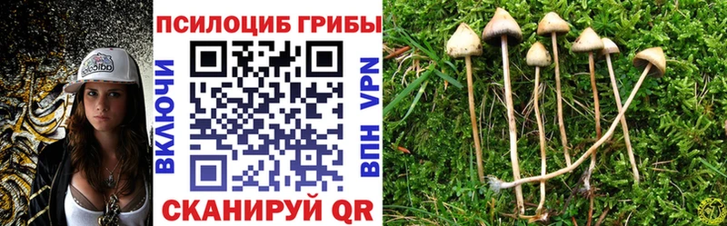 купить наркоту  Полысаево  Псилоцибиновые грибы Cubensis 
